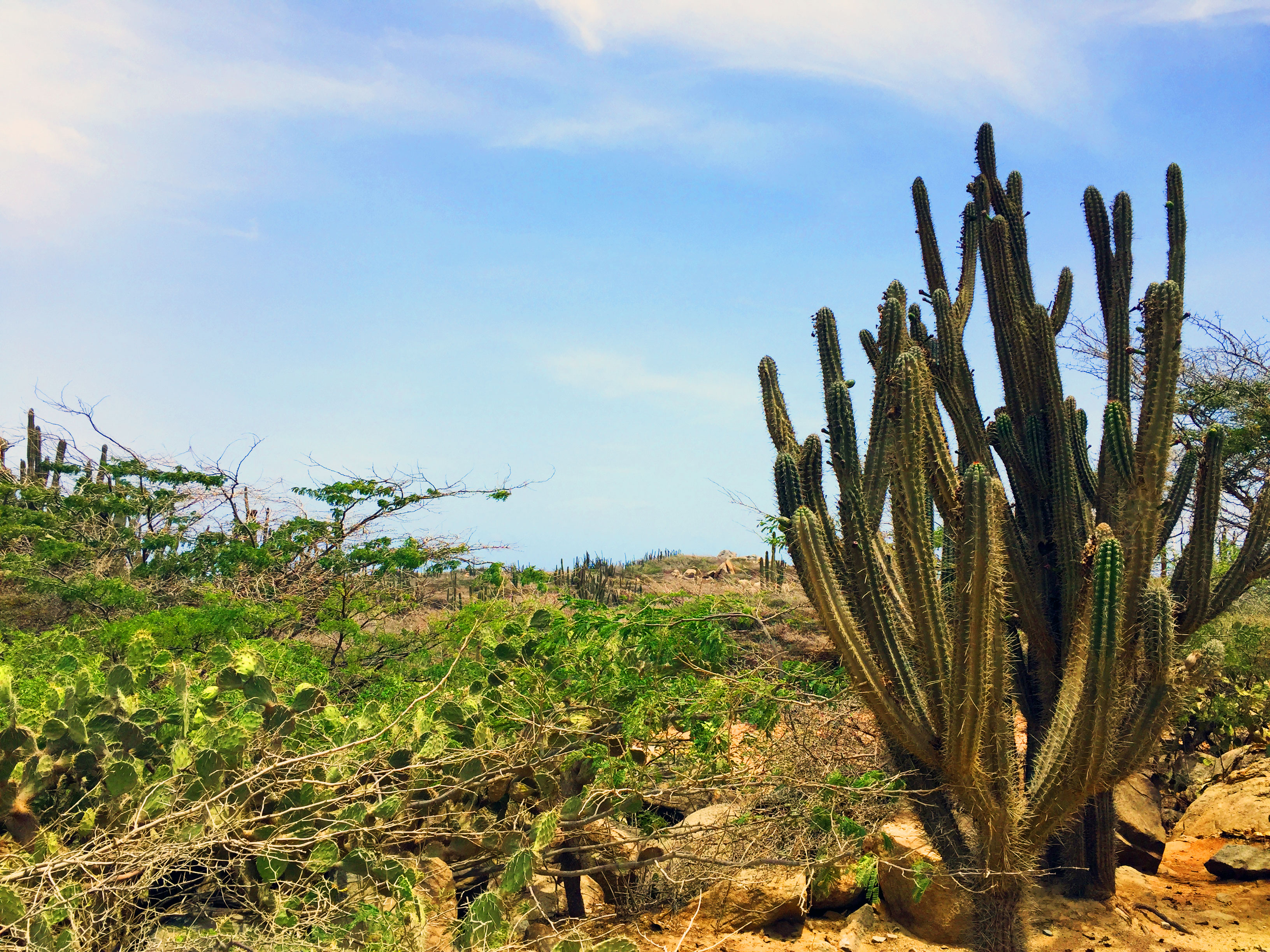 cacti in Aruba